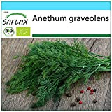 SAFLAX - - BIO - Aneto - 700 semi - Anethum graveolens