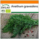 SAFLAX - BIO - Aneto - 700 semi - Anethum graveolens