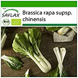 SAFLAX - BIO - Cavolo senape cinese - Pak Choi - 300 semi - Brassica rapa supsp. chinensis
