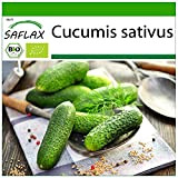 SAFLAX - BIO - Cetriolo - Vorgebirgstraube - 15 semi - Cucumis sativus
