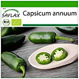 SAFLAX - BIO - Peperoncino - Early Jalapeno - 20 semi - Capsicum annuum