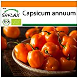 SAFLAX - - BIO - Peperoncino - Habanero Orang - 20 semi - Capsicum annuum