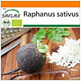 SAFLAX - BIO - Ravanello Spagnolo nero - 100 semi - Raphanus sativus