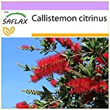SAFLAX - Callistemo - 400 semi - Callistemon citrinus