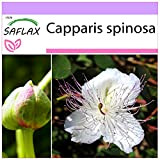 SAFLAX - Cappero - 25 semi - Capparis spinosa