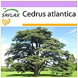 SAFLAX - Cedro dell'Atlante - 20 semi - Cedrus atlantica