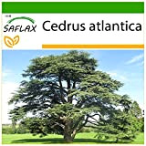 SAFLAX - Cedro dell'Atlante - 20 semi - Con substrato - Cedrus atlantica