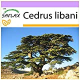 SAFLAX - Cedro libanese - 20 semi - Cedrus libani