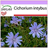 SAFLAX - Cicoria comune - 250 semi - Cichorium intybus