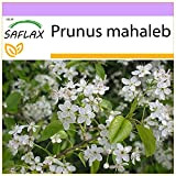 SAFLAX - Ciliegio canino - 30 semi - Prunus mahaleb