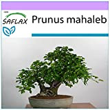 SAFLAX - Ciliegio canino/Magaleppo - 30 semi - Prunus mahaleb