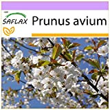 SAFLAX - Ciliegio degli uccelli - 10 semi - Prunus avium