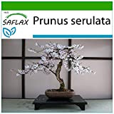 SAFLAX - Ciliegio del Giappone/Sakura - 30 semi - Con substrato - Prunus serulata