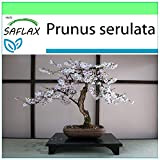 SAFLAX - Ciliegio del Giappone/Sakura - 30 semi - Prunus serulata