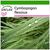 SAFLAX - Citronella - 50 semi - Con substrato - Cymbopogon flexosus
