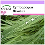 SAFLAX - Citronella - 50 semi - Cymbopogon flexosus