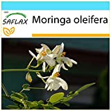 SAFLAX - Confezione regalo - Albero del rafano - 10 semi - Moringa oleifera