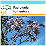 SAFLAX - Confezione regalo - Albero della principessa - 200 semi - Paulownia tomentosa