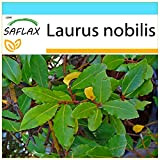 SAFLAX - Confezione regalo - Alloro - 6 semi - Laurus nobilis