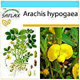 SAFLAX - Confezione regalo - Arachide - 8 semi - Arachis hypogaea
