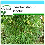 SAFLAX - Confezione regalo - Bambù di Calcutta - 50 semi - Dendrocalamus strictus