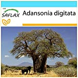 SAFLAX - Confezione regalo - Baobab africano - 6 semi - Adansonia digitata