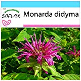 SAFLAX - Confezione regalo - Bergamotto - 20 semi - Monarda didyma