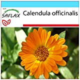 SAFLAX - Confezione regalo - Calendula - 50 semi - Calendula officinalis