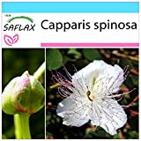 SAFLAX - Confezione regalo - Cappero - 25 semi - Capparis spinosa
