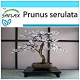 SAFLAX - Confezione regalo - Ciliegio del Giappone/Sakura - 30 semi - Prunus serulata