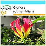 SAFLAX - Confezione regalo - Gloriosa - 15 semi - Gloriosa rothschildiana