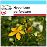 SAFLAX - Confezione regalo - Iperico - 300 semi - Hypericum perforatum