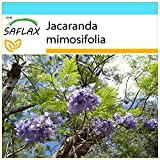 SAFLAX - Confezione regalo - Jacaranda - 50 semi - Jacaranda mimosifolia