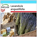 SAFLAX - Confezione regalo - Lavanda - 150 semi - Lavandula angustifolia