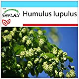 SAFLAX - Confezione regalo - Luppolo - 50 semi - Humulus lupulus