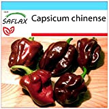 SAFLAX - Confezione regalo - Peperoncino Habanero Chocolate - 10 semi - Capsicum chinense