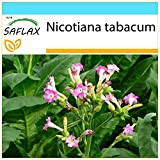 SAFLAX - Confezione regalo - Pianta del tabacco - 250 semi - Nicotiana tabacum