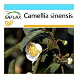 SAFLAX - Confezione regalo - Pianta del tè - 6 semi - Camelia sinensis