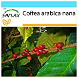 SAFLAX - Confezione regalo - Pianta di caffè - 8 semi - Coffea arabica nana