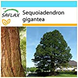 SAFLAX - Confezione regalo - Sequoia gigante - 50 semi - Sequoiadendron gigantea