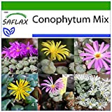 SAFLAX - Conophytum (mix) - 40 semi - Con substrato - Conophytum Mix