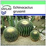 SAFLAX - Cuscino della suocera - 40 semi - Echinocactus grusonii