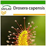 SAFLAX - Drosera - 200 semi - Con substrato - Drosera capensis