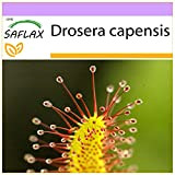 SAFLAX - Drosera - 200 semi - Drosera capensis