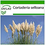 SAFLAX - Erba delle Pampas - 200 semi - Con substrato - Cortaderia selloana