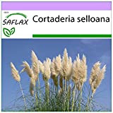 SAFLAX - Erba delle Pampas - 200 semi - Cortaderia selloana