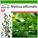 SAFLAX - Erba limoncina - 150 semi - Con substrato - Melissa officinalis