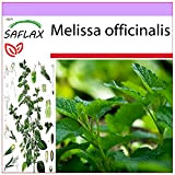 SAFLAX - Erba limoncina - 150 semi - Melissa officinalis