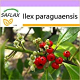 SAFLAX - Erba mate - 10 semi - Ilex paraguaensis