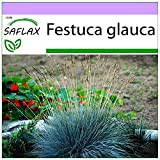 SAFLAX - Festuca azzurra - 50 semi - Festuca glauca